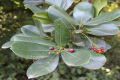 Syzygium grande